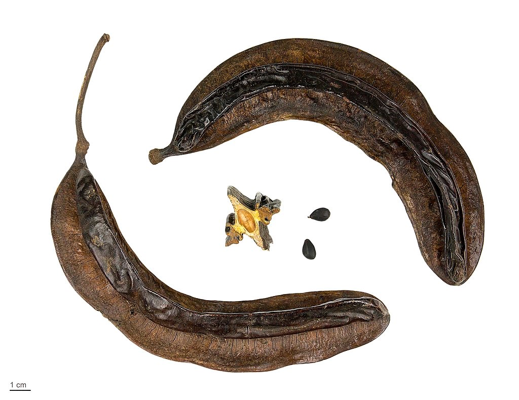 Maladies et parasites