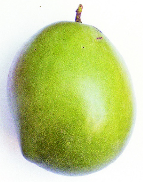 Mangot vert