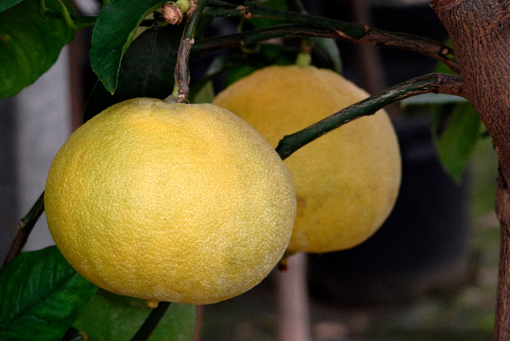 Pamplemousse