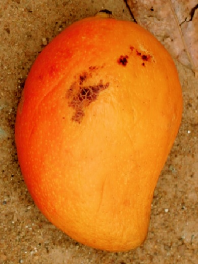 Mangot Dadiani, ou Bouche Longue