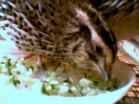 Alimentation