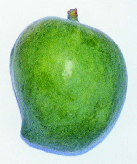 La mangue du Cameroun