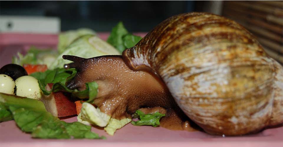 Alimentation