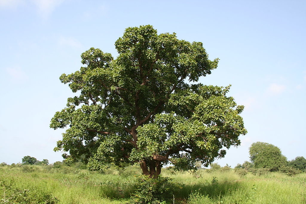 L'arbre de karité