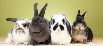 Les Races de Lapin
