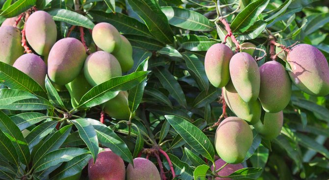 Variété produite