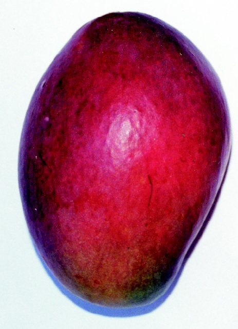 Sabot