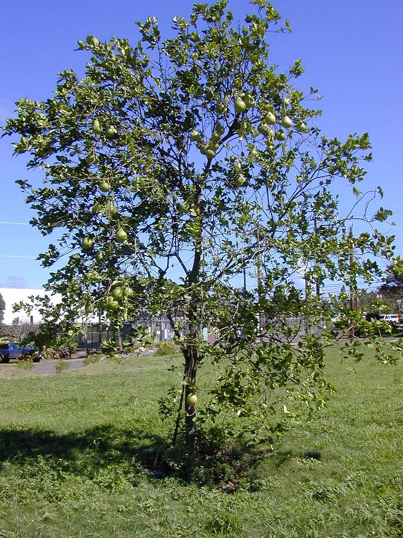 Pamplemoussier