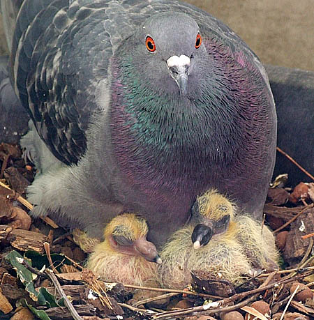 Reproduction