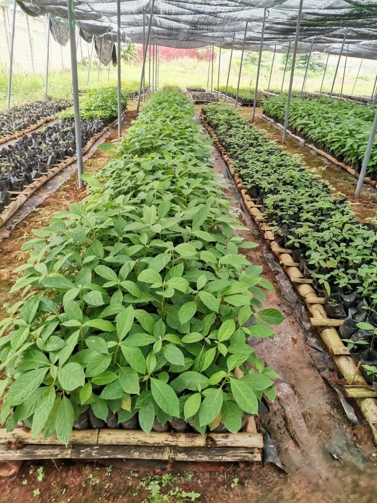 Plants forestiers