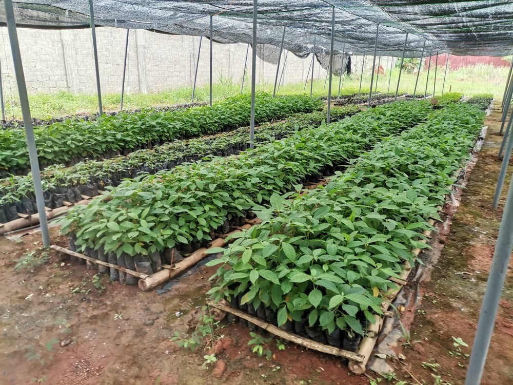 Plants Fruitiers