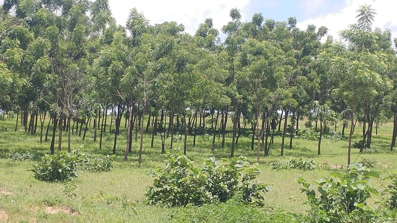Sylviculture