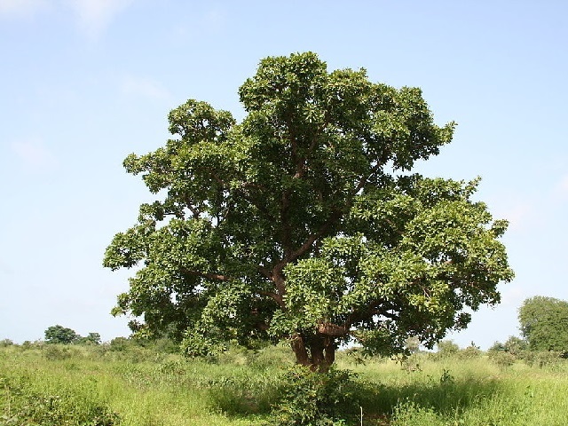 Culture de Karité