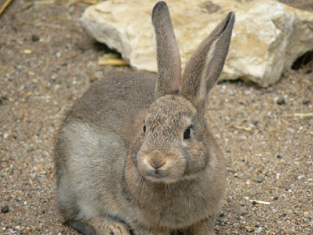 Elevage de Lapin
