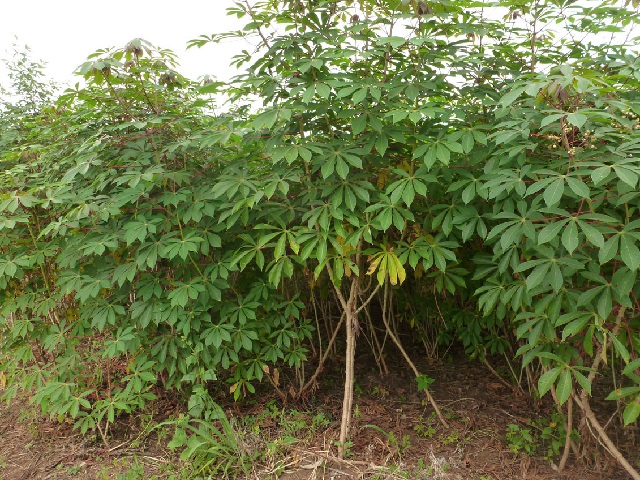 Culture de Manioc