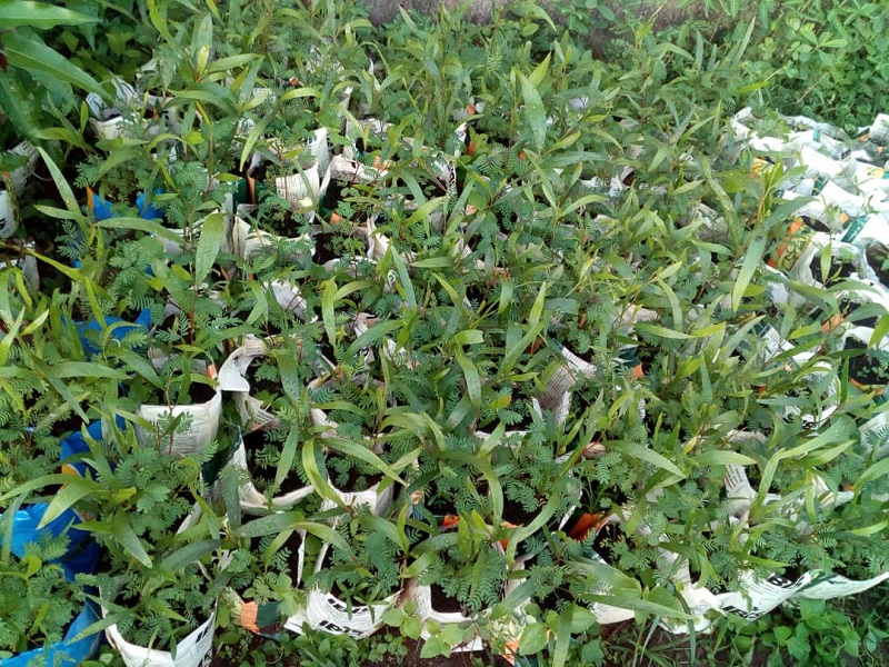 Voir Site Agroforestier