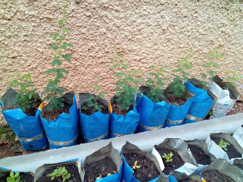 Voir Site Agroforestier