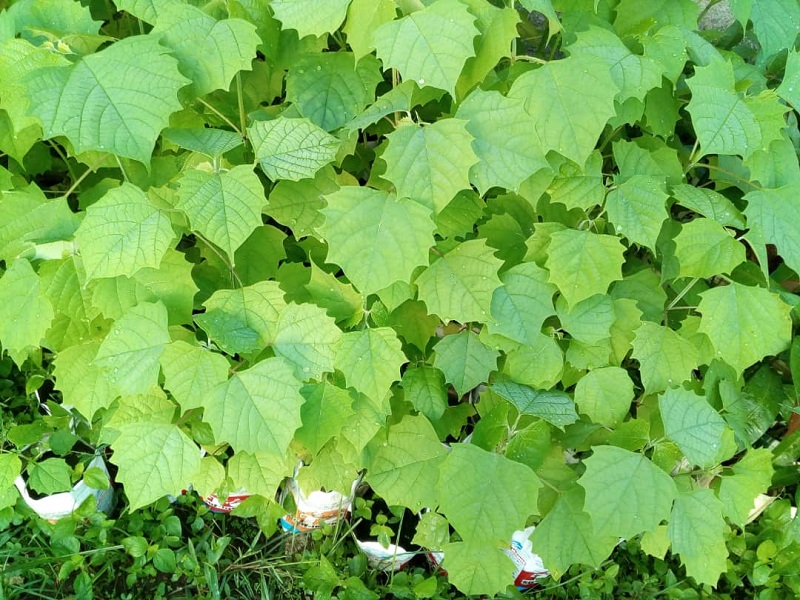 Voir Site Agroforestier