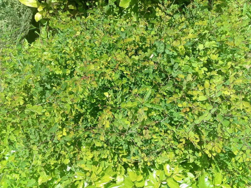 Voir Site Agroforestier