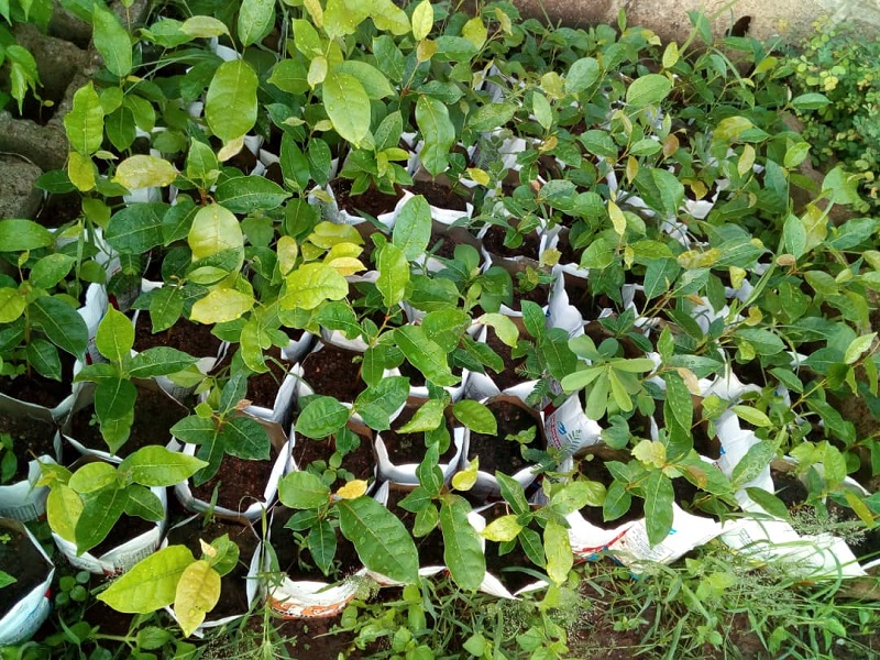Voir Site Agroforestier