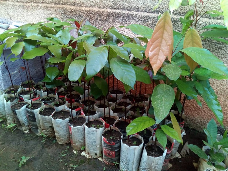 Voir Site Agroforestier