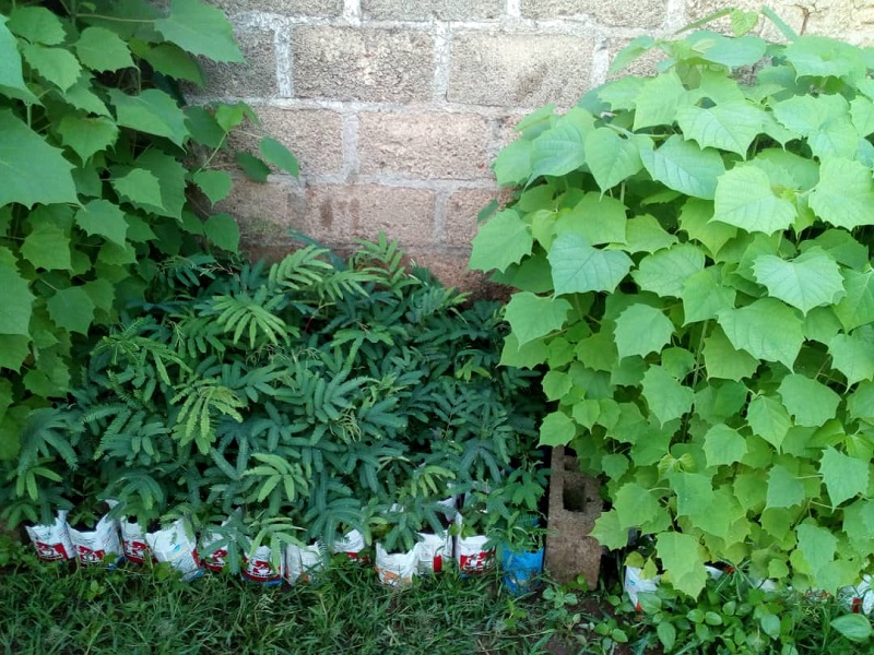 Voir Site Agroforestier