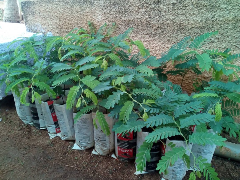Voir Site Agroforestier