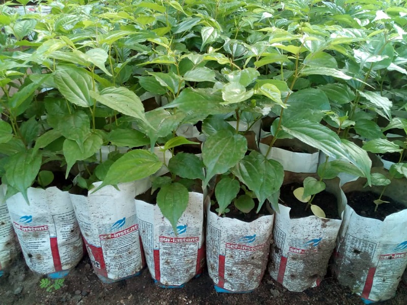 Voir Site Agroforestier