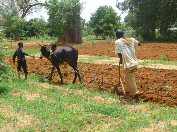 Site Agroforestier