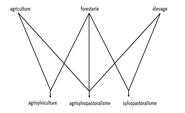 Voir Site Agroforestier